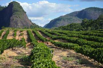 Fototapeta na wymiar Planting coffee trees in the hills and hills of Brazil