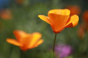 California Golden poppies, state flower, closeup detail