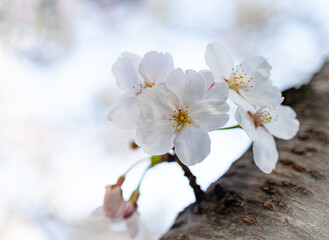 木の幹から咲いている桜の花が可愛い風景