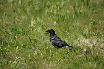 Black crow walking in grass