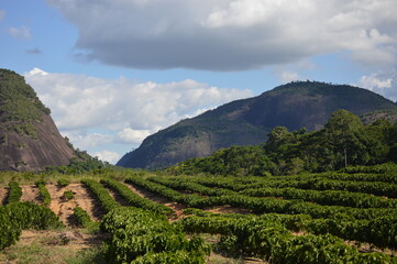 Fototapeta na wymiar Coffee plantation with mountains and a blue sky in the background