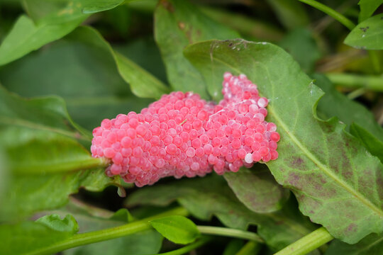  Golden apple snail eggs or pink eggs snail