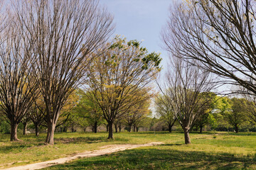 Obraz premium A beautiful spring park on a sunny day, large trees with young green leaves and flowering dogwoods. Summer landscape in the forest. Milliken Park, Spartanburg, SC, USA
