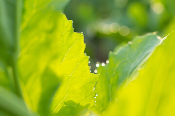 green vegetable growing in vegetable garden, green leaves with morning dew in nature.