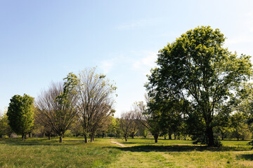 A beautiful spring park on a sunny day, large trees with young green leaves and flowering dogwoods. Summer landscape in the forest. Milliken Park, Spartanburg, SC, USA