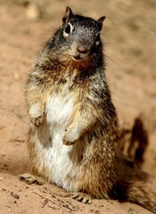 A Curious Squirrel in Arizona 