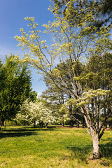 A beautiful spring park on a sunny day, large trees with young green leaves and flowering dogwoods. Summer landscape in the forest. Milliken Park, Spartanburg, SC, USA