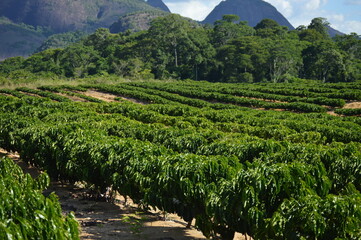 Coffee plantation with mountains and a blue sky in the background