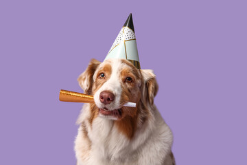 Cute Australian Shepherd dog in party hat with whistle on lilac background
