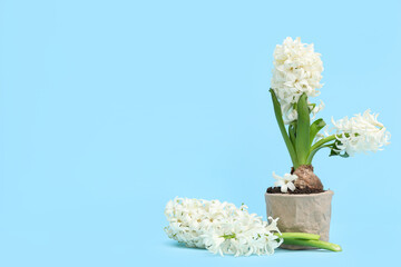 Beautiful white hyacinth flowers in pot on blue background