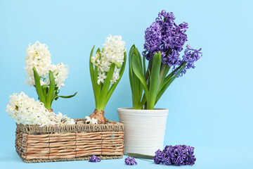 Beautiful hyacinth flowers in pots and basket on blue background