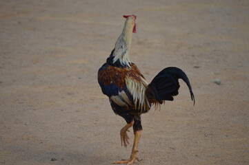 Indian rooster in the backyard of a residence

