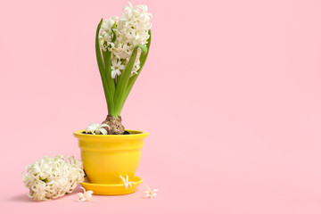 Beautiful white hyacinth flower in pot on pink background