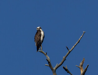 Colorado Osprey