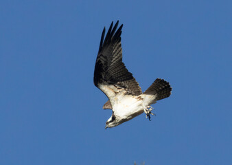 Colorado Osprey