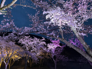大室山さくらの里の夜桜2024