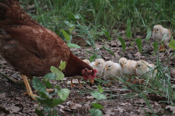 Chickens and Chicks