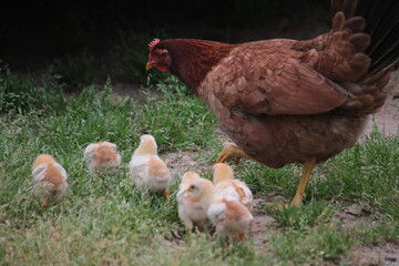 Chickens and Chicks
