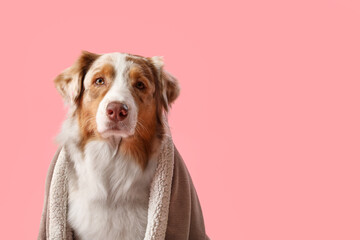 Cute fluffy Australian Shepherd dog with blanket on pink background