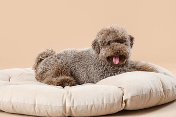 Cute poodle lying on pouf against beige background