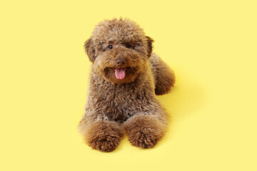 Cute poodle lying on yellow background