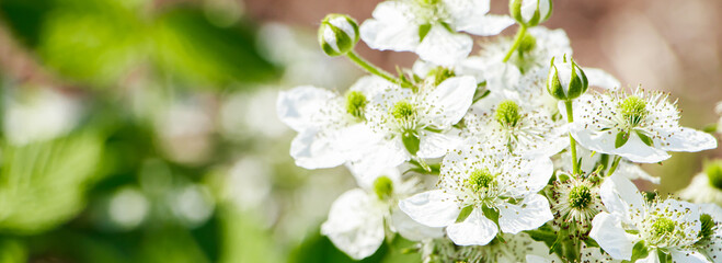 Cherry flowers on a branch close-up. Blooming tree in the garden.