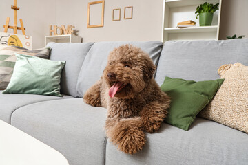 Cute poodle lying on grey sofa at home