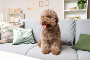 Cute poodle on grey sofa at home