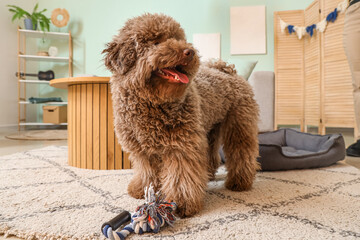 Cute poodle with toy at home