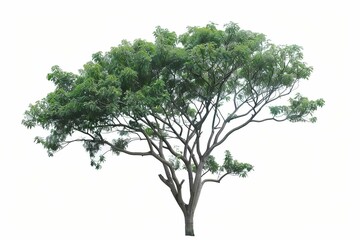  Isolated Single Tree with Clipping Path and Alpha Channel on White Background, Tropical Deciduous Vegetation