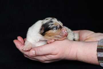 Australian Shepherd newborn puppie