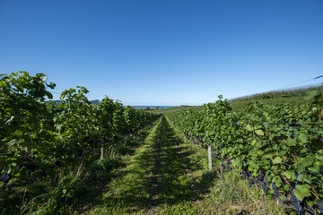 Obraz premium 北海道仁木町に広がる美しい葡萄畑