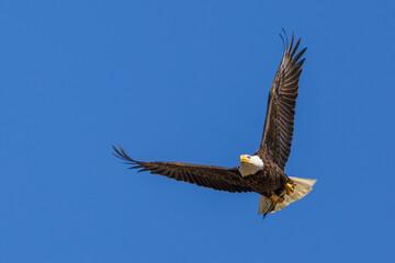 Eagle with Lunch