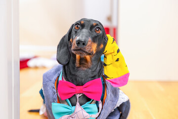 Funny dachshund dog with sock on his ear, wearing lot of multi-colored multi-layered clothes, stylish bow tie, ridiculous image of shopaholic Combination of things in wardrobe, stylist, fashion trend