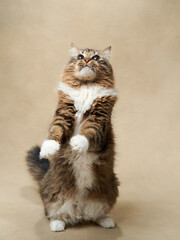 An energetic tabby cat stands tall, reaching upwards with focused intent. Pet in studio - 780181693