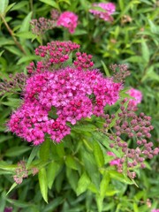 pink flowers in the garden