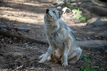 gray wolf sitting in the woods