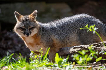 gray fox in the grass