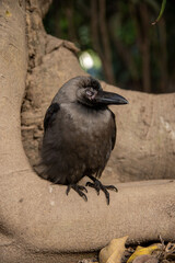 Crow on a tree and sleeping