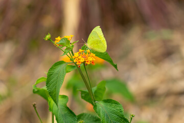 green butterfly on a flower