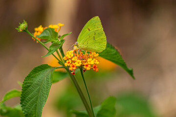 green butterfly on a flower
