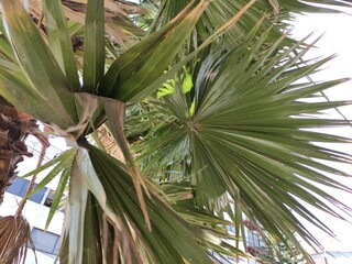 palm tree leaves,hojas de palmera
