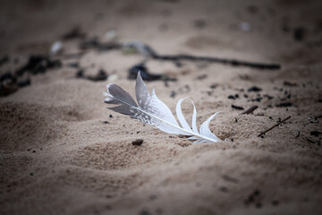 Selective blur on a seagull feather isolated in the sand of a beach of the baltic sea in Jurmala, latvia, where a lot of birds and other fauna is visible.