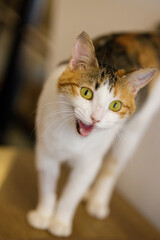 Gato tricolor cálico con la boca abierta maullando