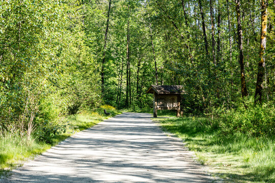 Boardwalk through the forest park green trees summer time