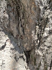 The bark of a tree in the forest, La corteza de un árbol  en el bosque
