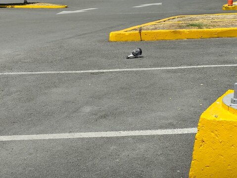 Brown pigeon walking through the city streets, Paloma de color caf&eacute; caminando por las calles de la ciudad&nbsp;
