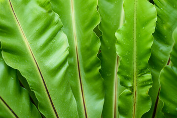 Fresh green leaf with water drops in a tropical rainforest background