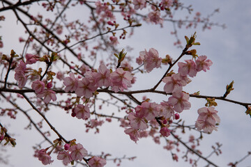 樹木公園の河津桜