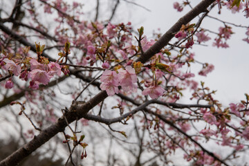 Obraz premium 樹木公園の河津桜